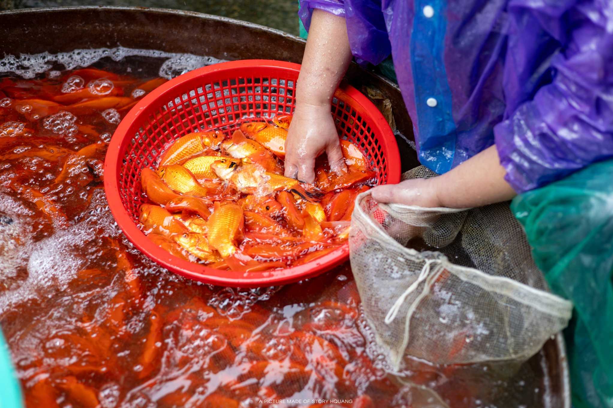 Nhộn nhịp chợ cá chép đỏ Yên Sở trong ngày tiễn ông Táo