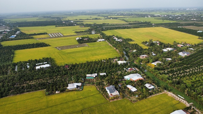 Gạo 'xanh' nhưng vẫn phải ngon!