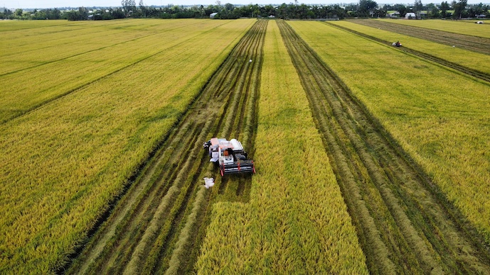 Gạo xuất khẩu tăng lượng nhưng giảm giá