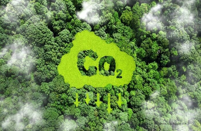 Việt Nam sắp hoàn thiện cơ chế thương mại hóa tín chỉ carbon rừng. Ảnh minh họa: TL