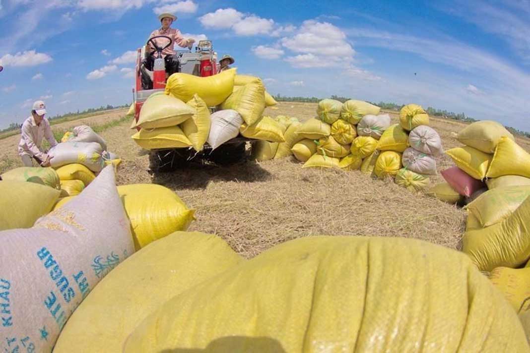 Exporters asked to prepare for rice export to South Korea despite suspension