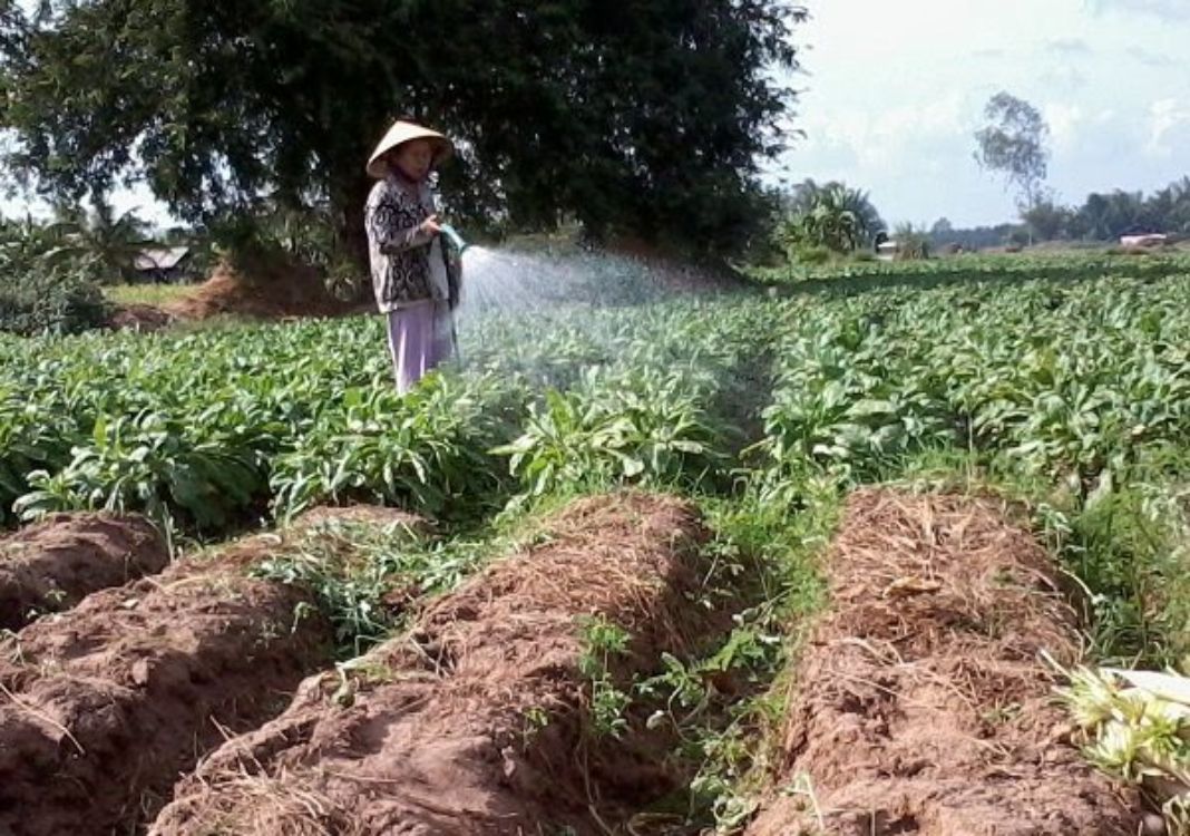 Cambodia bans import of six agricultural products from Vietnam