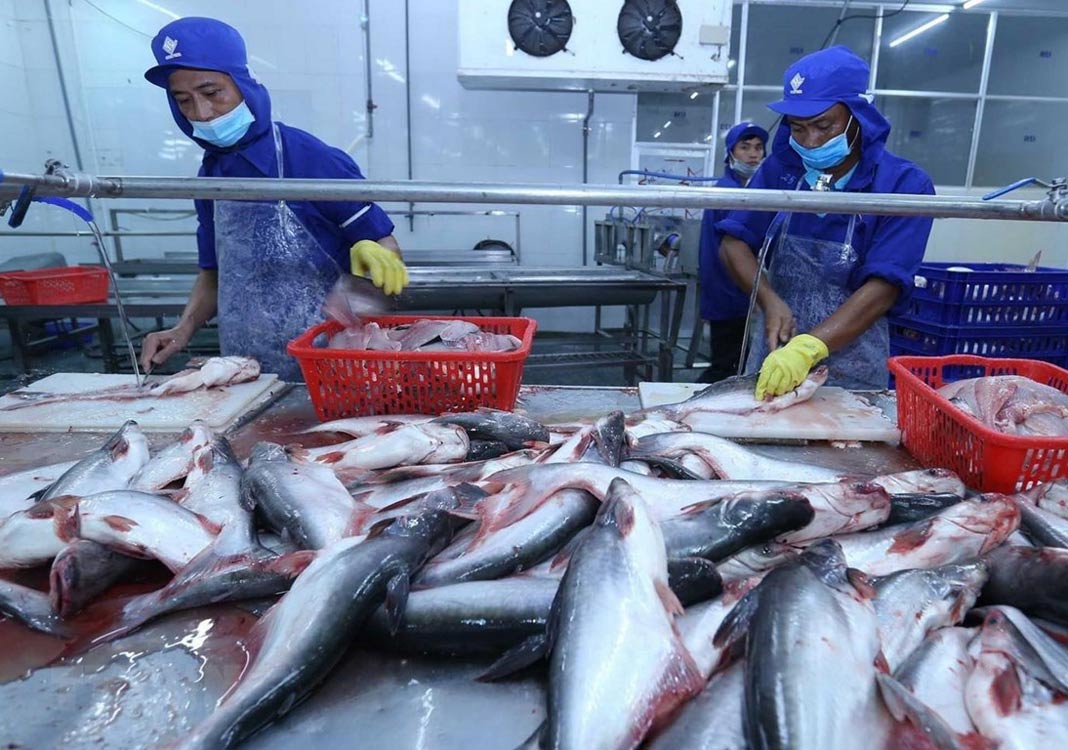Tra fish export revenue takes nosedive