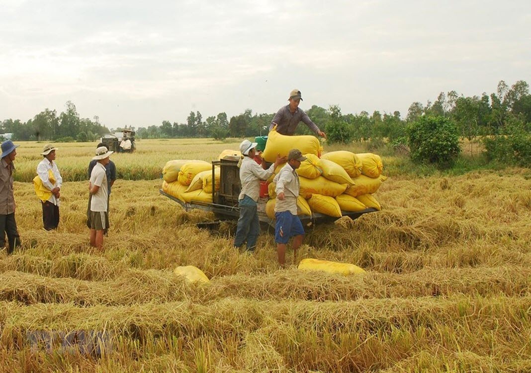 Exporters worry as overseas demand for rice slows down
