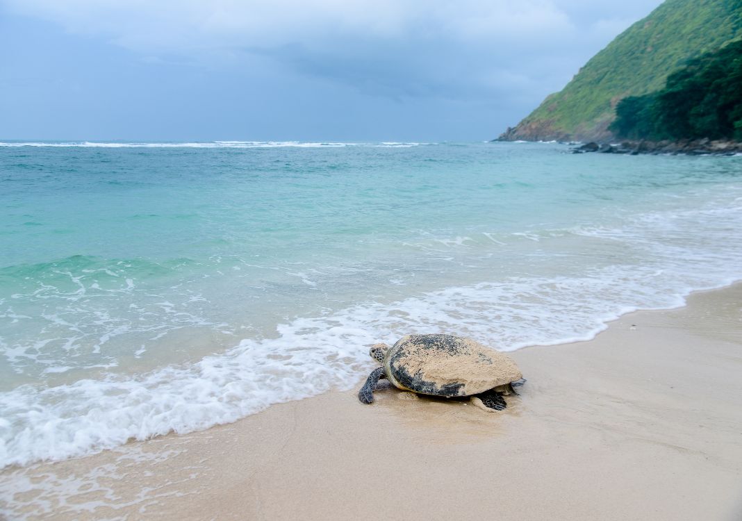 Be a sea turtle protector!