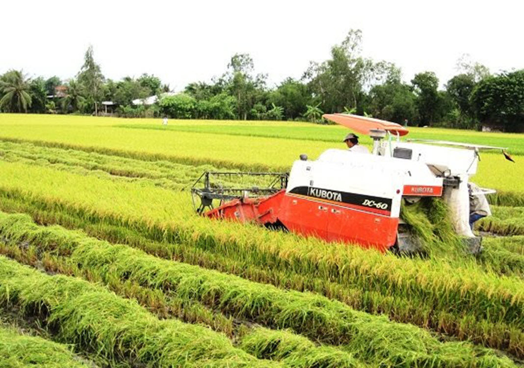 Prices of rice exported to EU increase under EVFTA