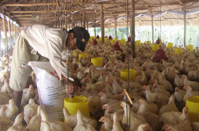 Ministry urges localities to take urgent measures against bird flu