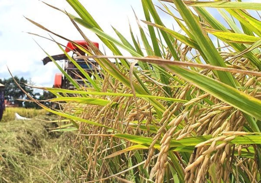 Additional 4,300 tons of fragrant rice registered for export to EU in first half of Sep