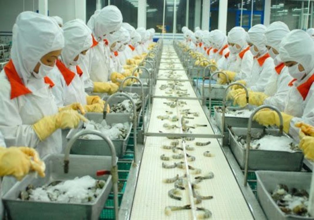 Vietnam’s shrimp exports to EU grow thanks to EVFTA