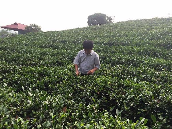 Sao Mai Group to transfer entire stake in tea company