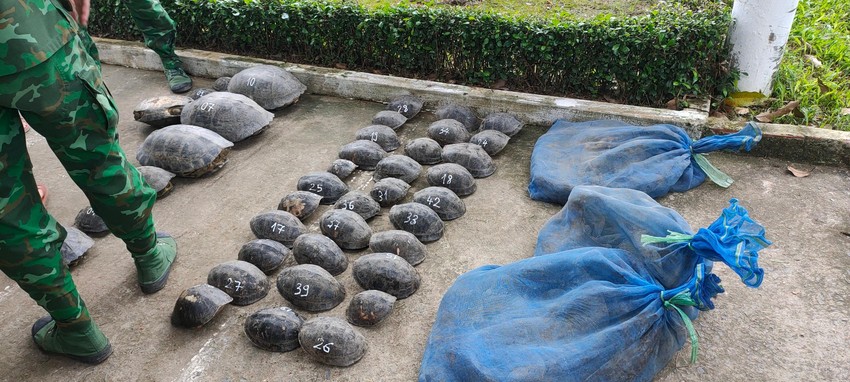 An Giang border guards uncover wildlife trafficking ring