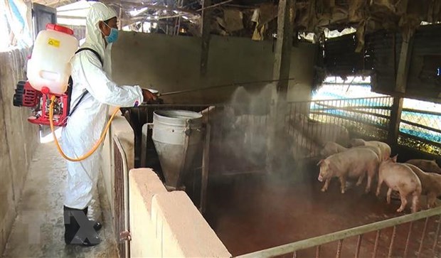 Quang Binh culls over 1,600 pigs infected with ASF