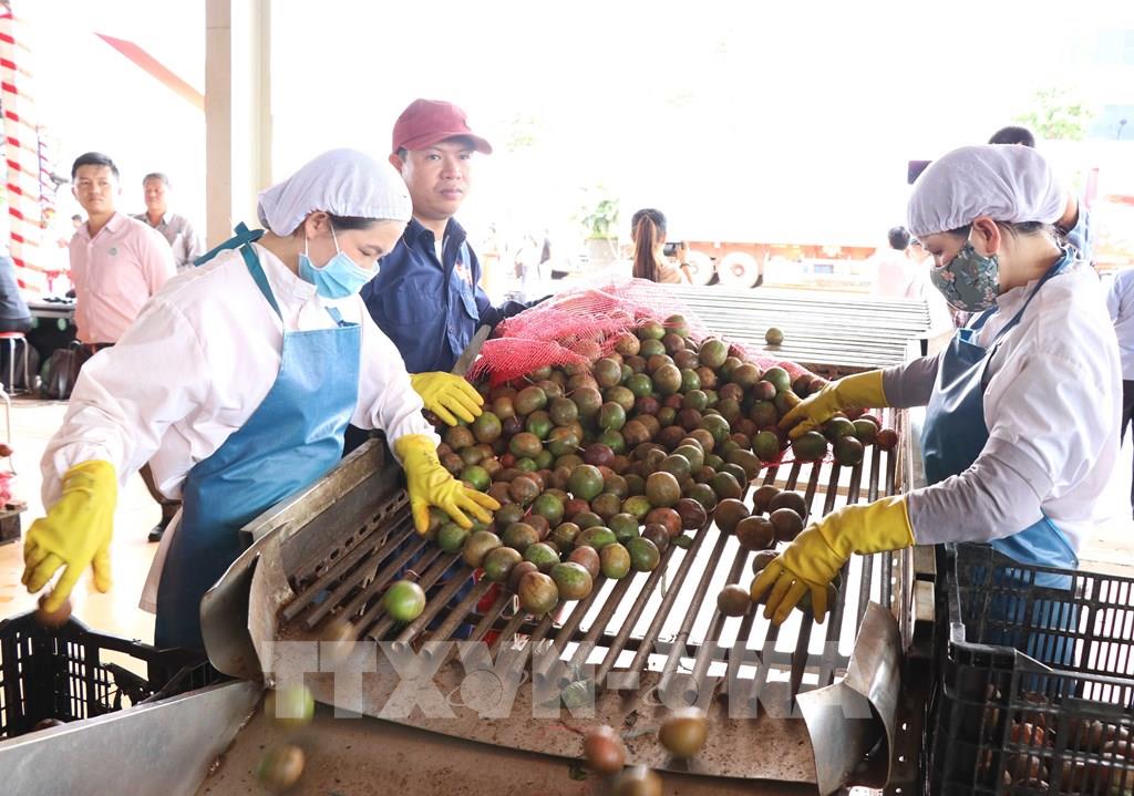 Vietnam registers strong rise in farm trade surplus in Jan-Jul