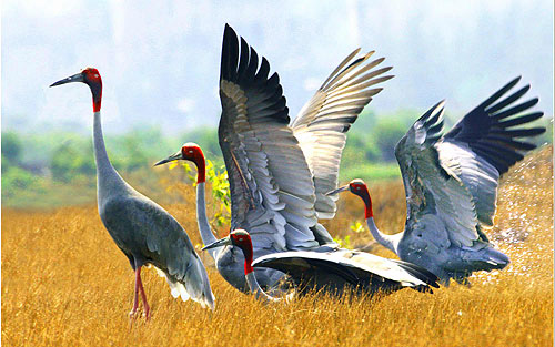 Dong Thap wants to bring red-headed cranes back to Tram Chim