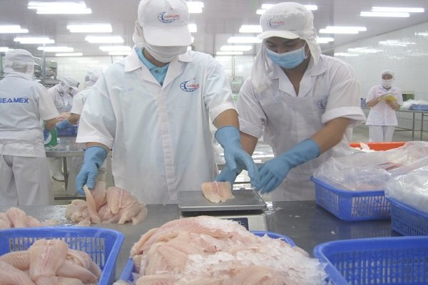 Pangasius fish exports grow strongly