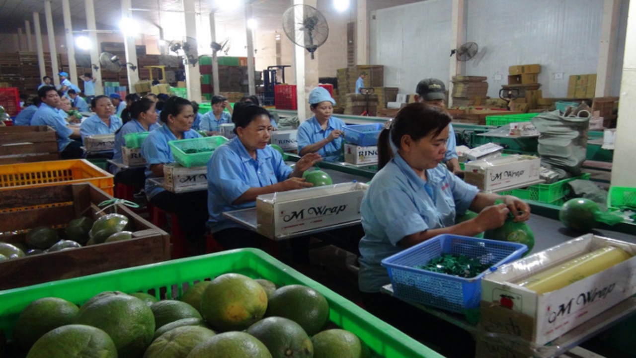Veggie, fruit exports expected to maintain high growth next year