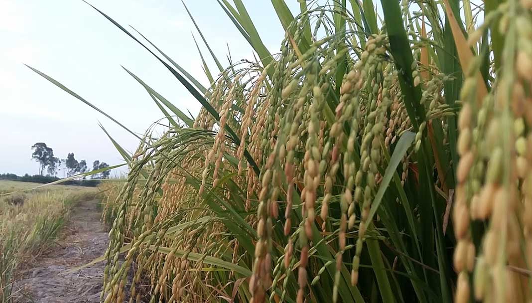 Vietnam’s rice prices soar to two-year highs