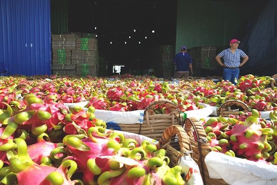 Vietnam's farm exports to China under close scrutiny