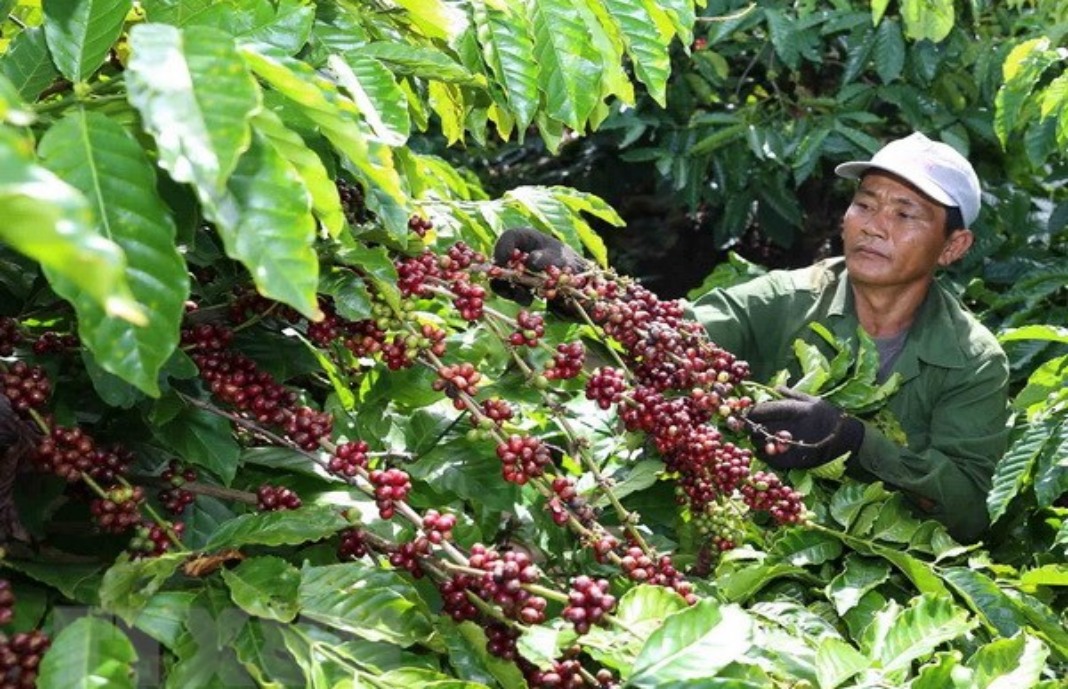 Vietnamese coffee primarily exported as raw beans