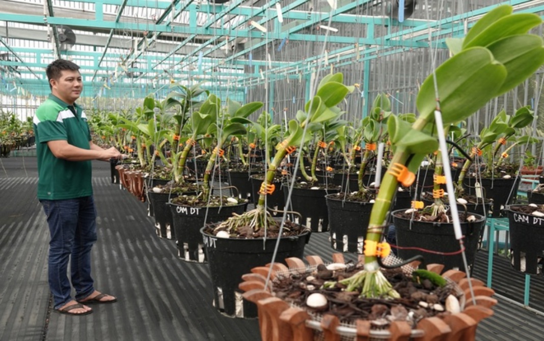 Earning high by growing orchids on rooftop