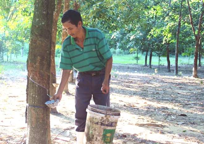 China remains top buyer of Vietnam's rubber