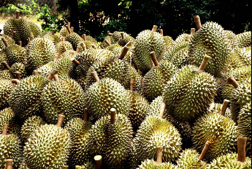 Fruit, veggie exports exceed US$4 billion in Jan-Sep