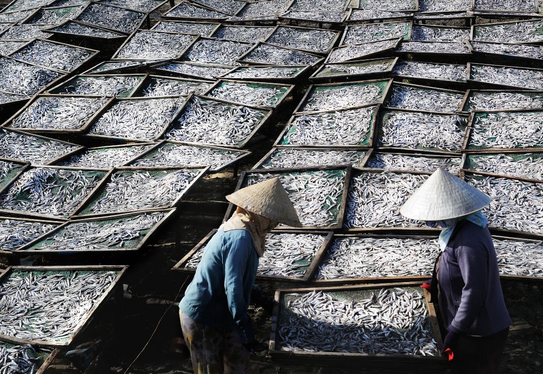 Anchovies thrive in Phan Thiet City