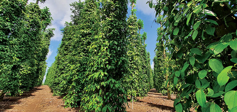 Agro-fishery-forestry exports bounce back in October