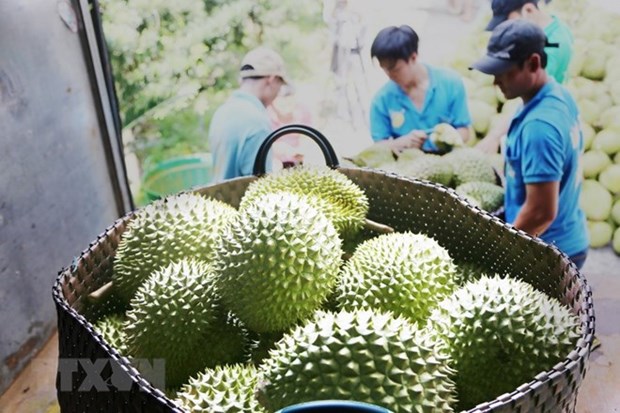 Fruit, veggie exports soar to all-time high