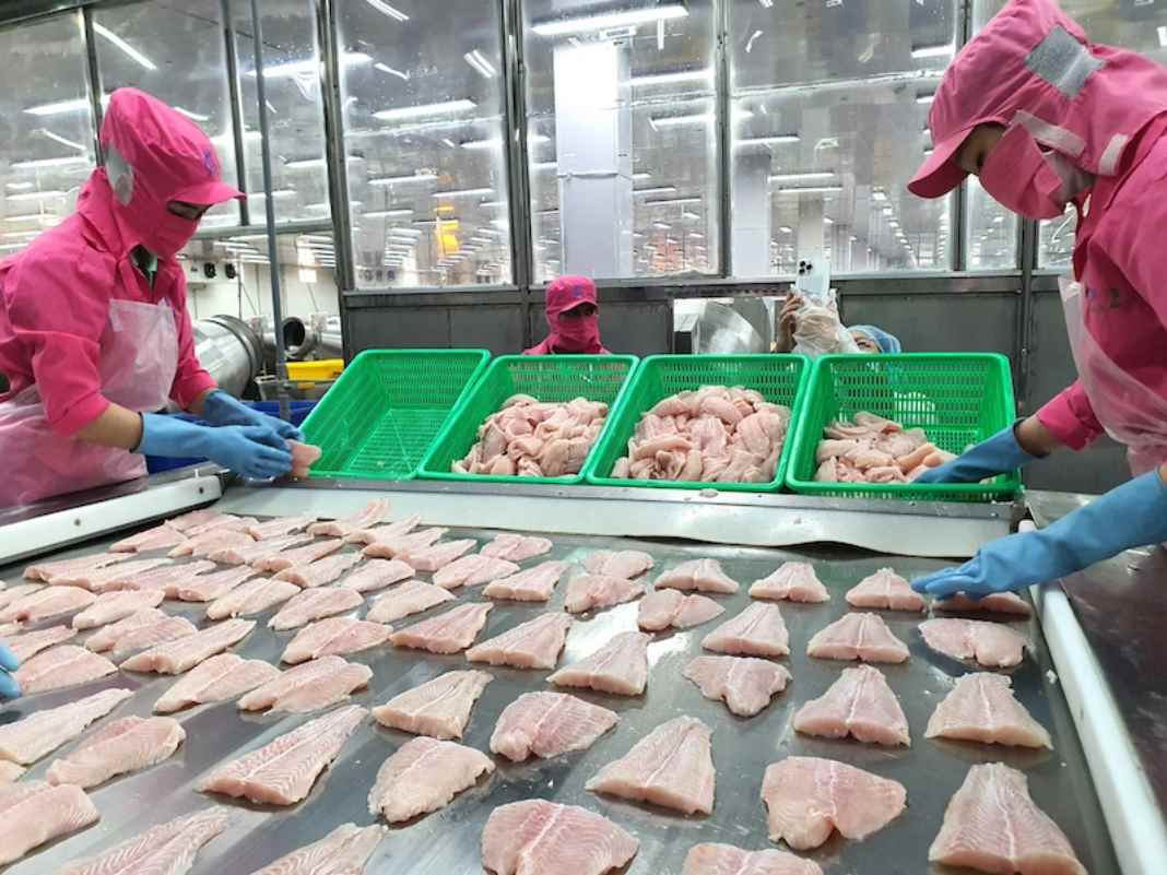Vietnam's tra fish exports decline by 30%