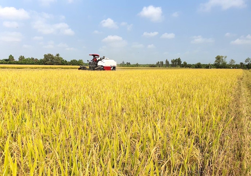 Vietnam rice prices for exports continue to soar sharply