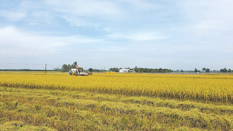 WB supports Vietnam's entry into voluntary carbon market through rice cultivation project