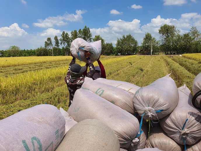 Vietnam’s 2023 rice exports set new record but miss target