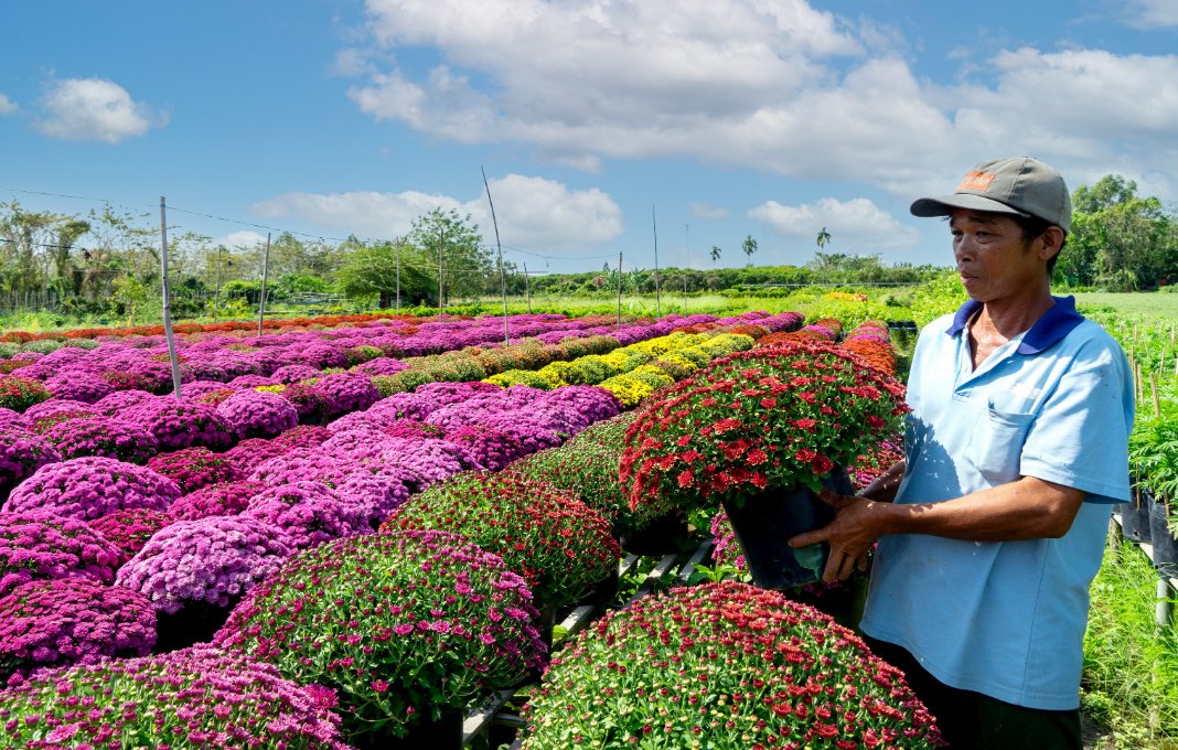 Binh Dien flower market in HCMC to open ahead of Tet