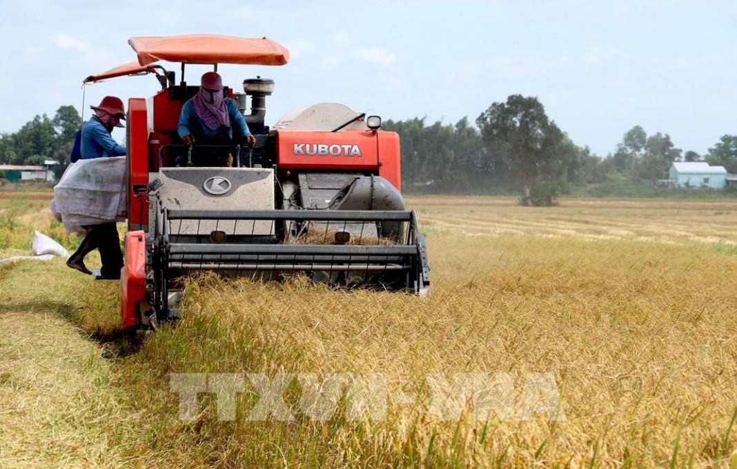 Vietnam seen winning major rice export deal with Indonesia