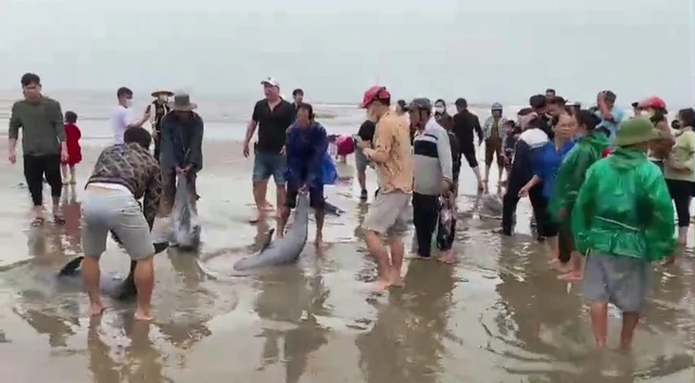 Pod of dolphins rescued, released to sea after getting caught in net