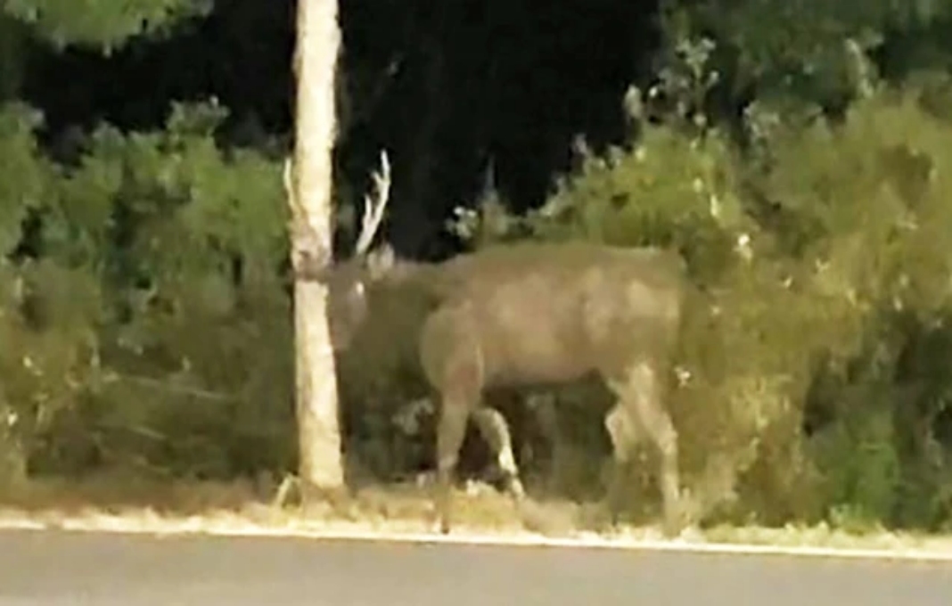 Deer weighing over 100 kilograms spotted in Can Gio