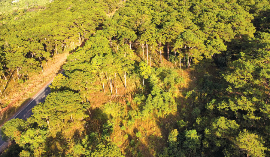 Forest carbon credit sales revenue allocated to north-central provinces
