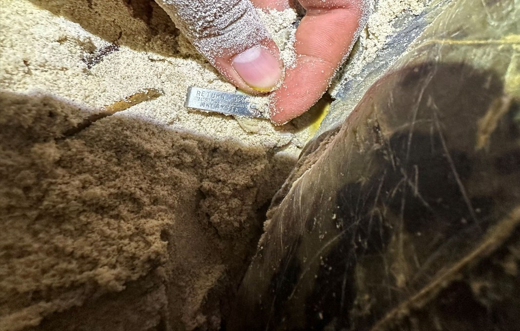 Endangered turtle lays eggs on Con Dao Island