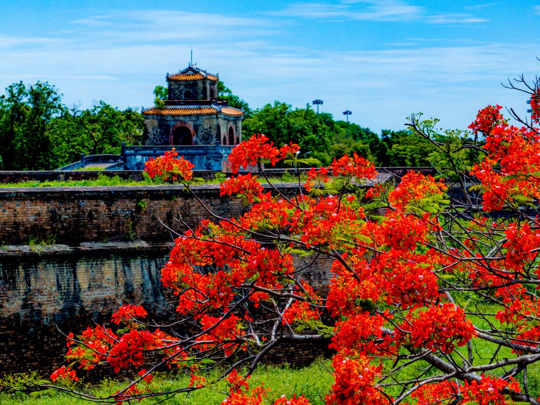 Flamboyant flowers in ancient citadel
