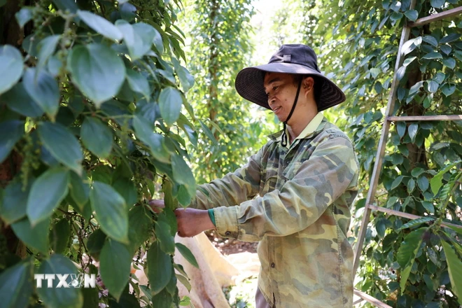 Pepper association warns of lost goods during export