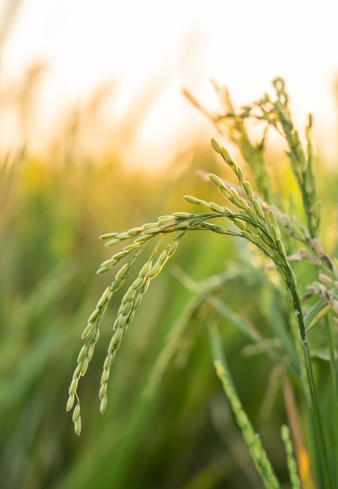 For the benefit of farmers
