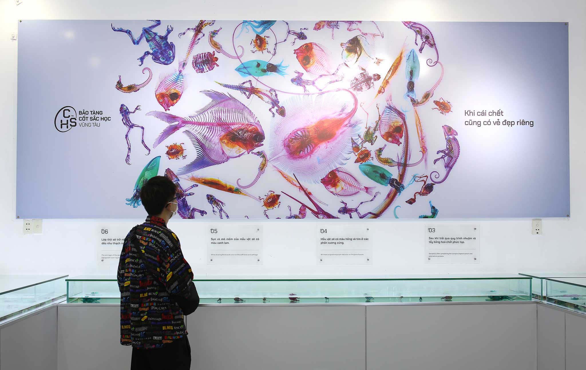Exploring the art of dyeing dead creatures