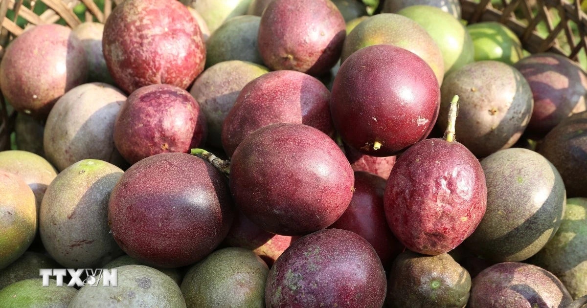 Vietnam to export passion fruit to U.S.