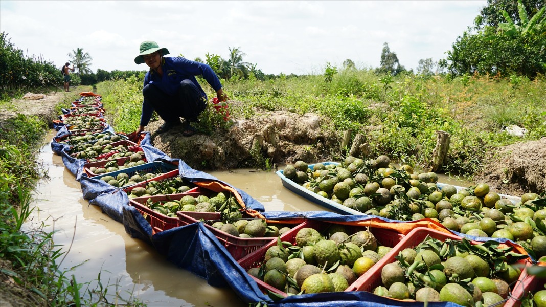 Vietnam, U.S. explore fruit market expansion