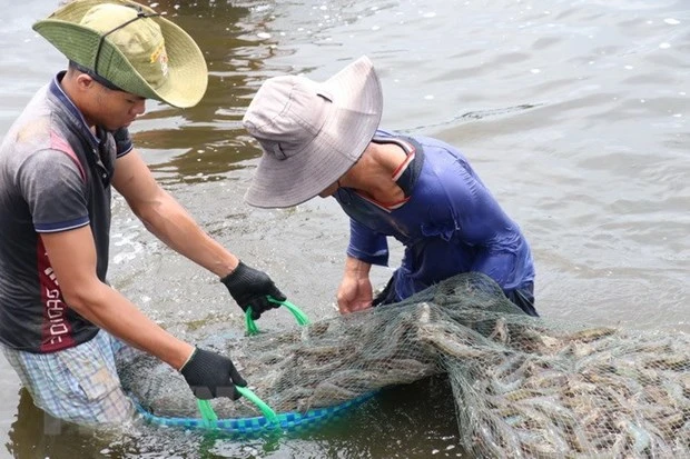 VASEP: No worker abuse in Vietnam shrimp industry