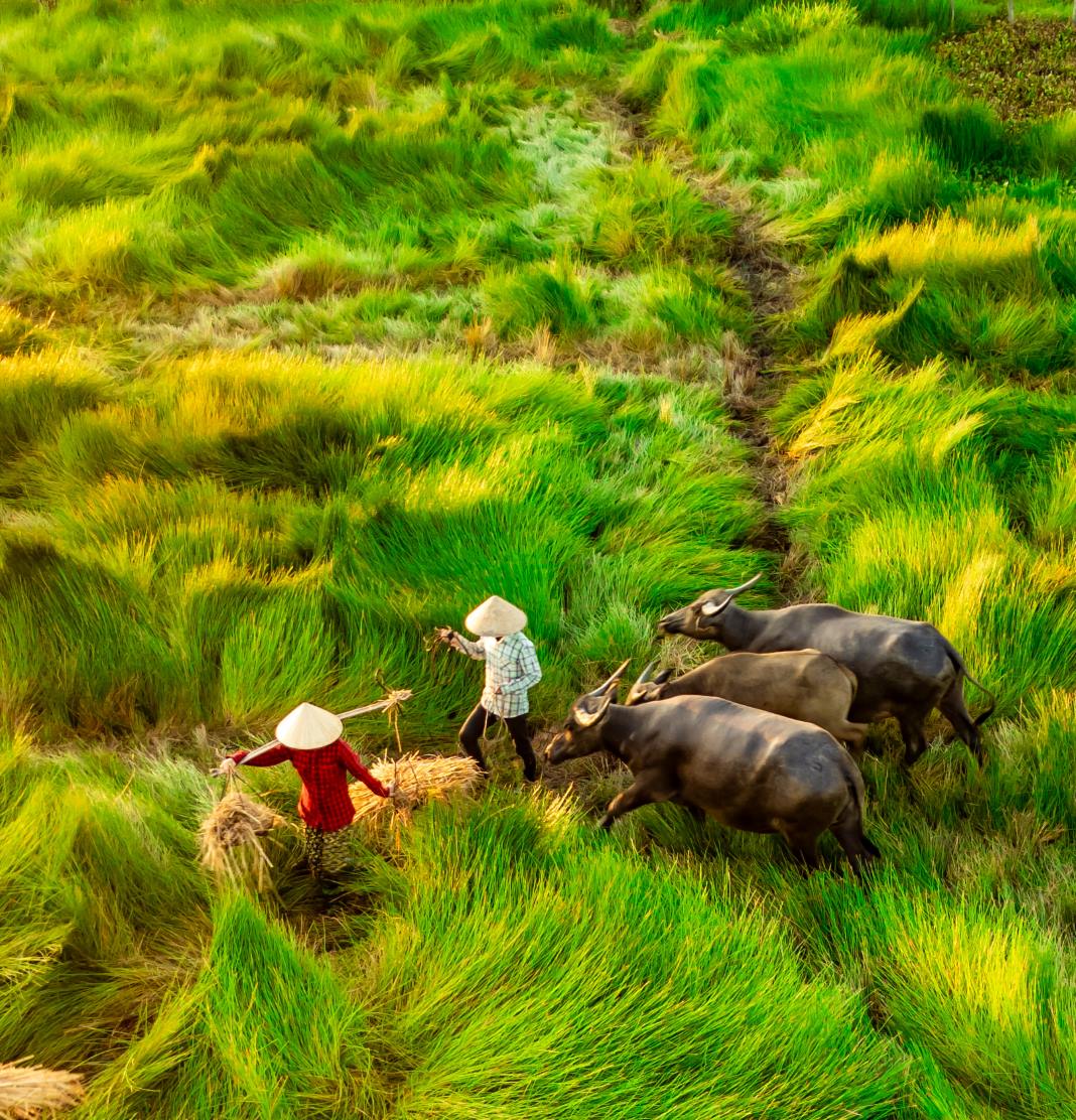 Exploring sedge mat weaving village
