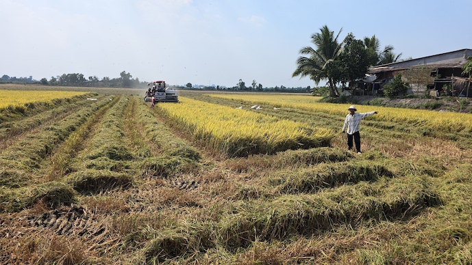 Credit access eased for winter-spring rice purchases in Mekong Delta
