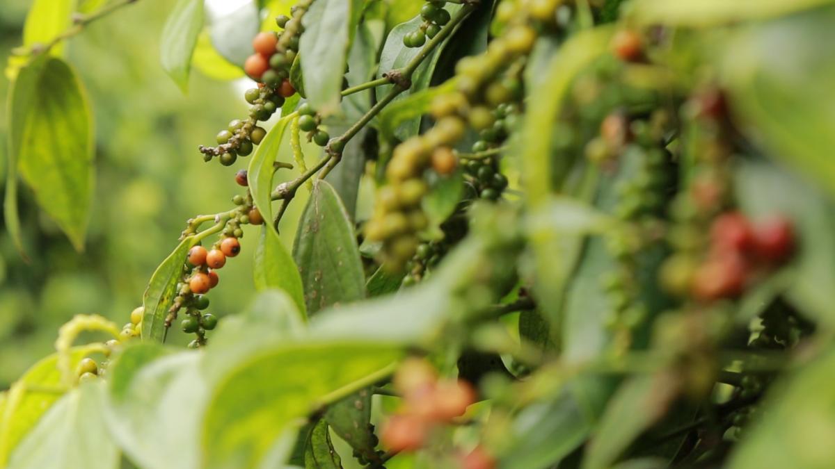 Pepper exports near US$590 million despite volume drop
