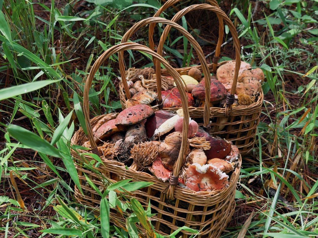 Mushroom hunting season in Dalat